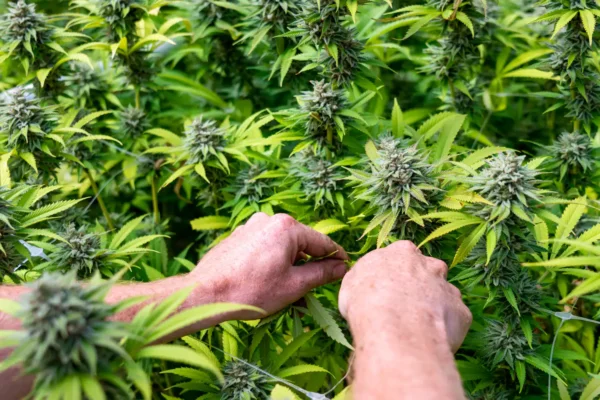 Another Hawaii Committee Approves Bill To Let Patients Access Medical Marijuana Without Waiting For Registration Processing