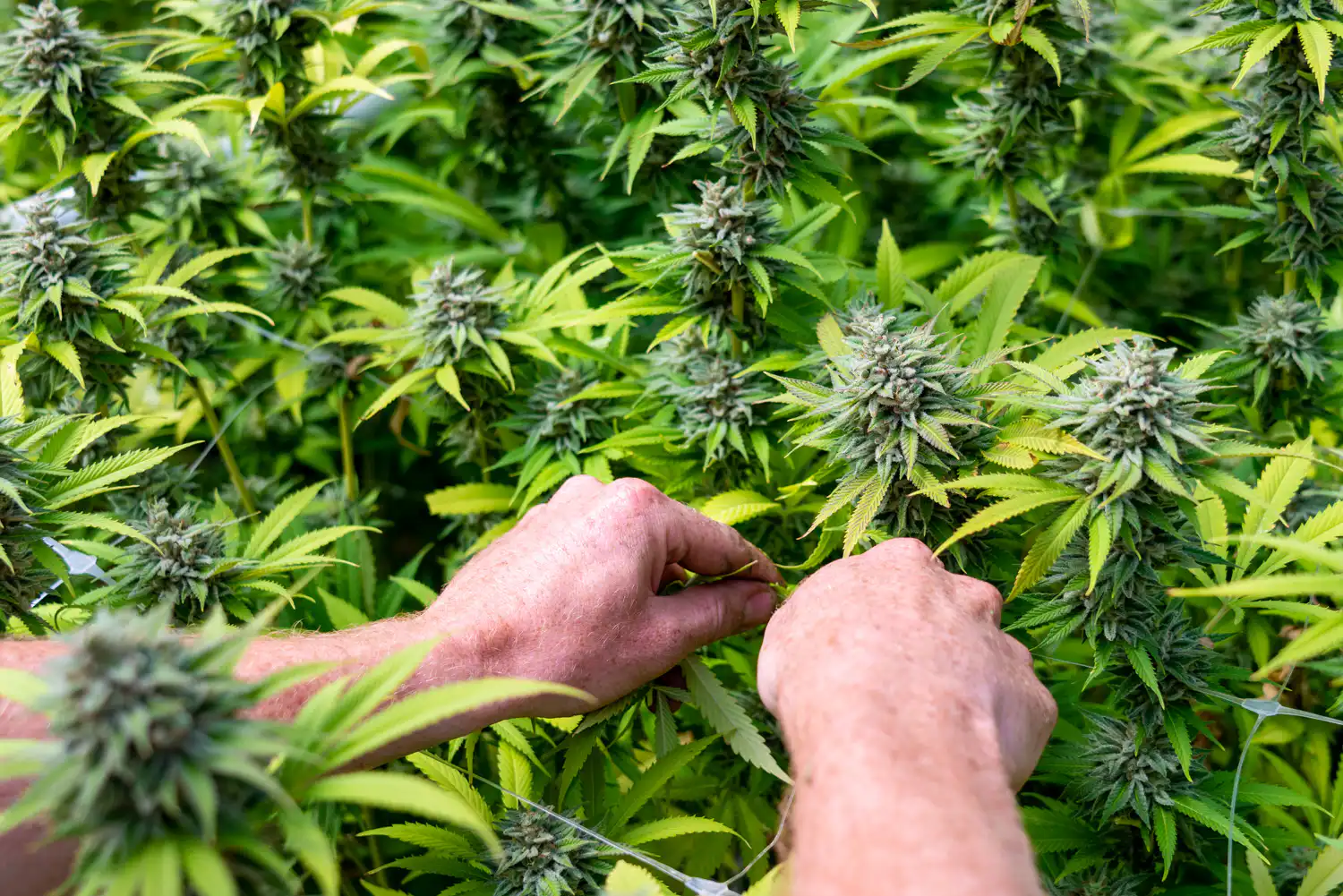 Wild Creek Visit Max Jackson ILCE 7RM3