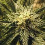 Cannabis 1509375735 e1544153684150