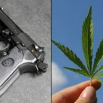 Gun marijuana
