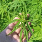 Hemp plant 3661210