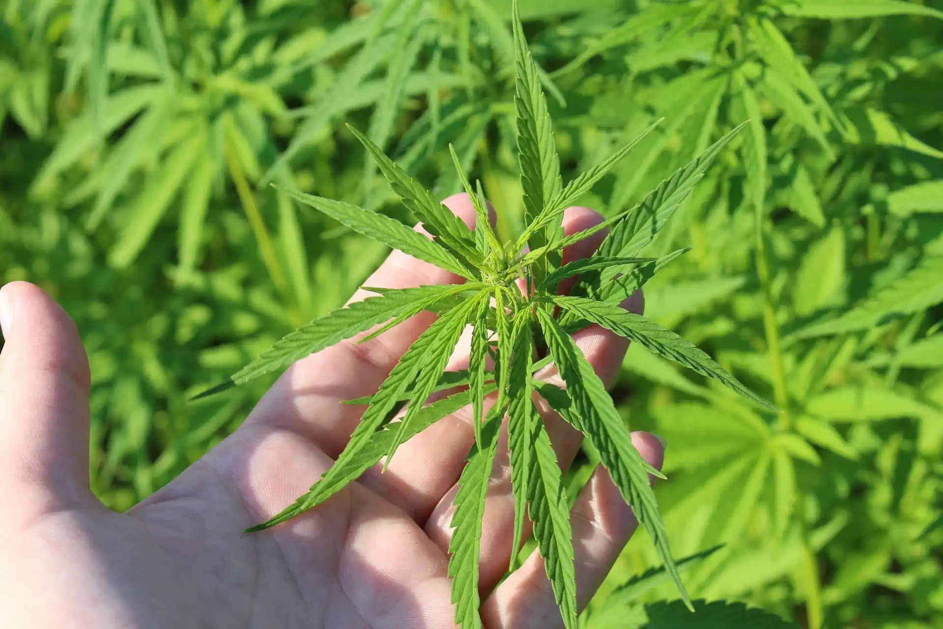 Hemp plant 3661210