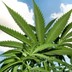 Marijuana 1545759 1920 e1542034999936