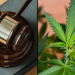 Marijuana legislation bill leaf gavel
