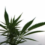 Marijuana plants 10 scaled