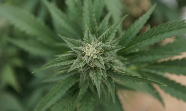 Maryland Senate Passes Bill To Let Firefighters And Rescue Workers Use Medical Marijuana While Off Duty