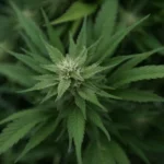 Marijuana plants 39 scaled