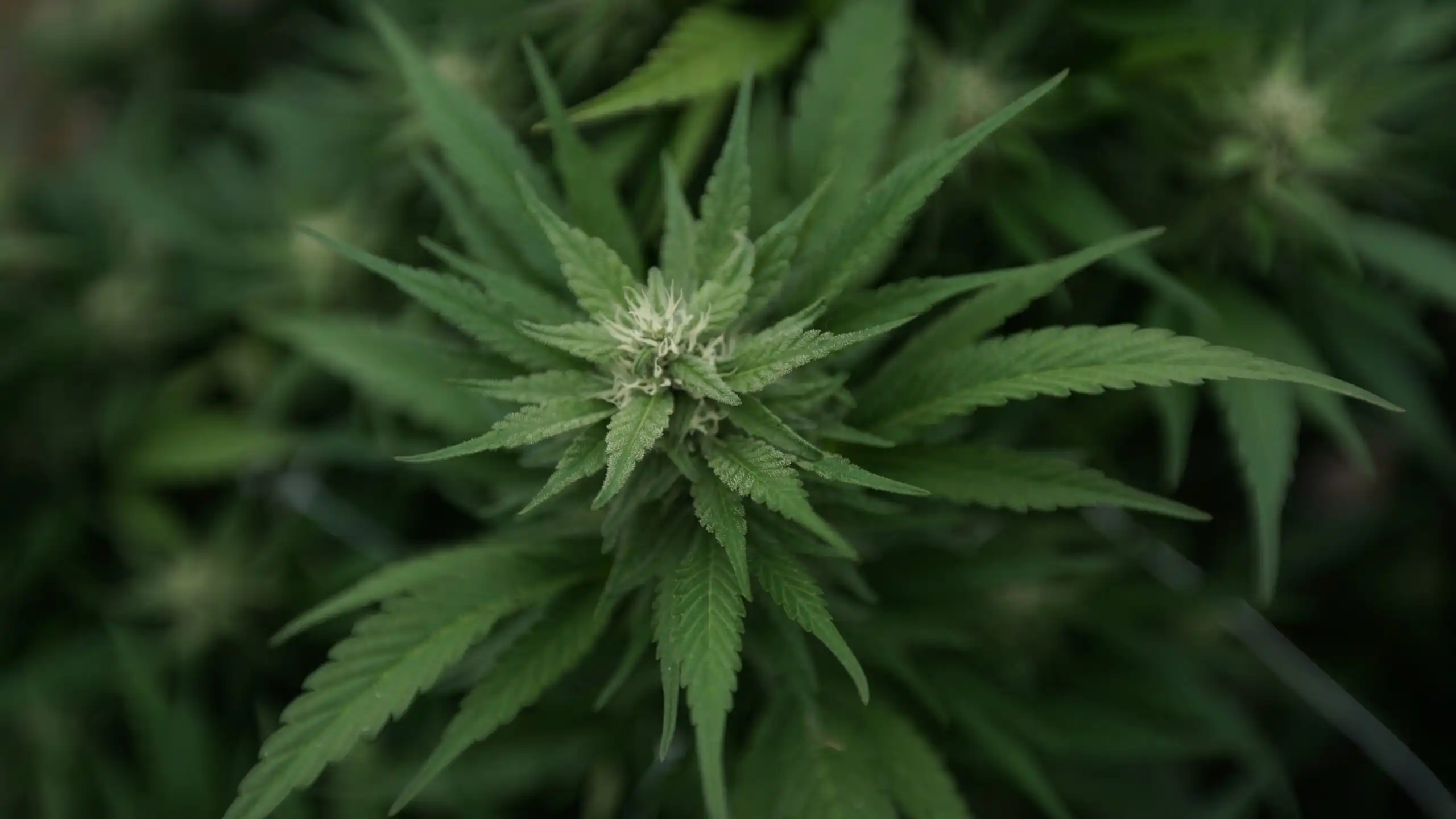 Marijuana plants 39 scaled