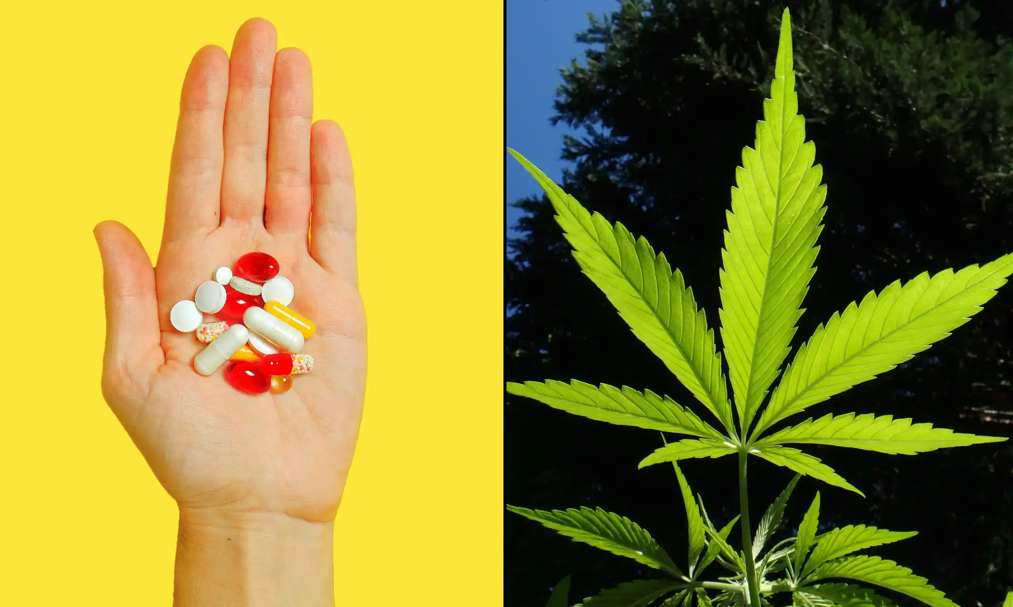 Pills opioids marijuana cannabis