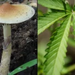 Psilocybin mushroom marijuana leaf