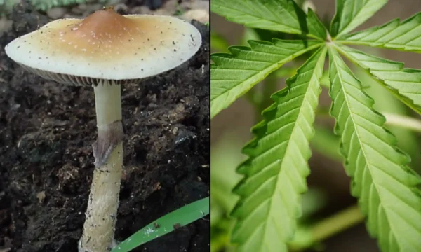 New Hampshire House Lets Marijuana Legalization And Psilocybin Therapy Bills Die Without A Vote
