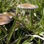 Psilocybin mushroom psychedelic