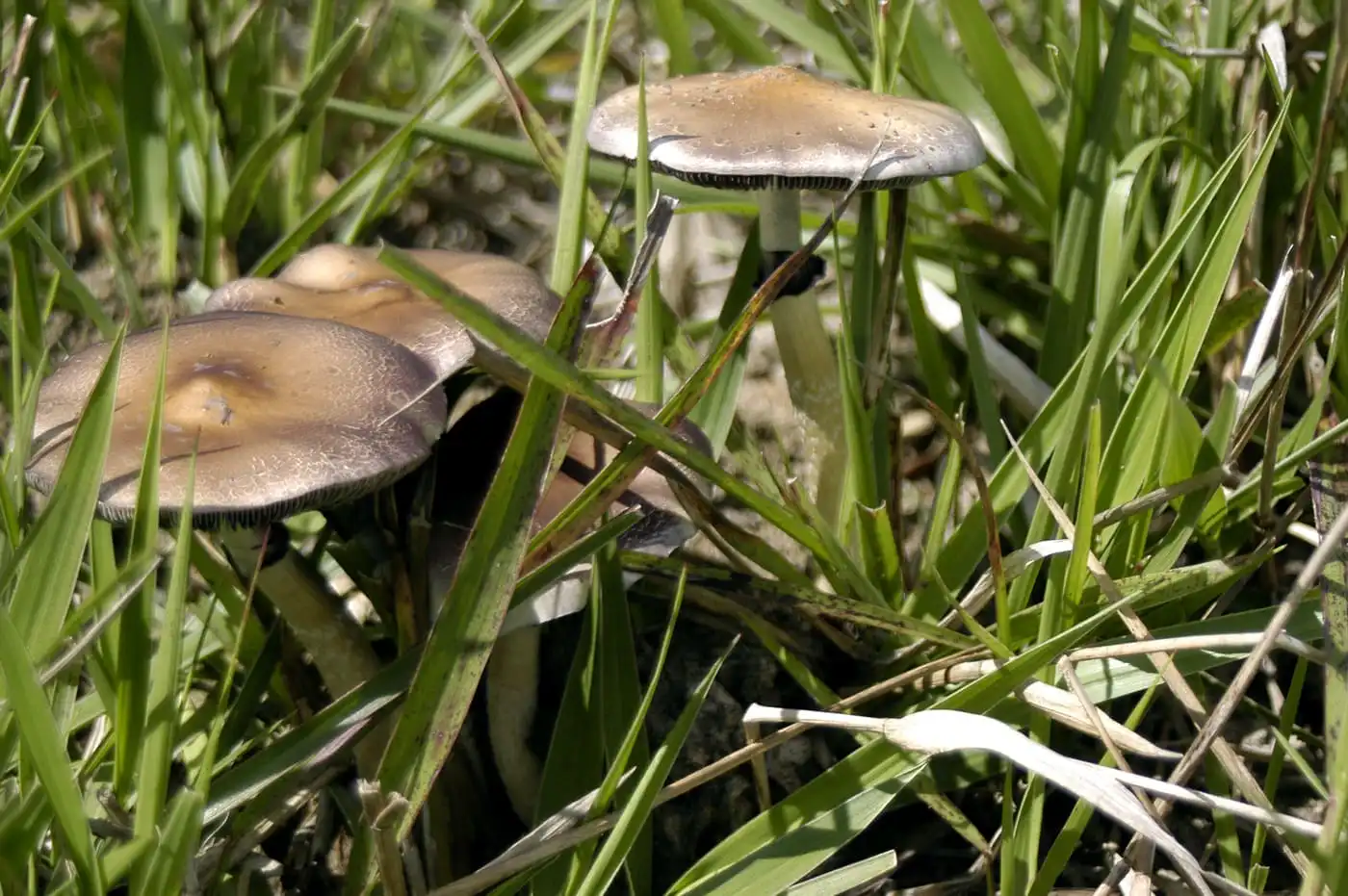 Psilocybin mushroom psychedelic