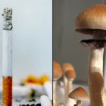 Psilocybin mushroom psychedelic cigarette nicotine
