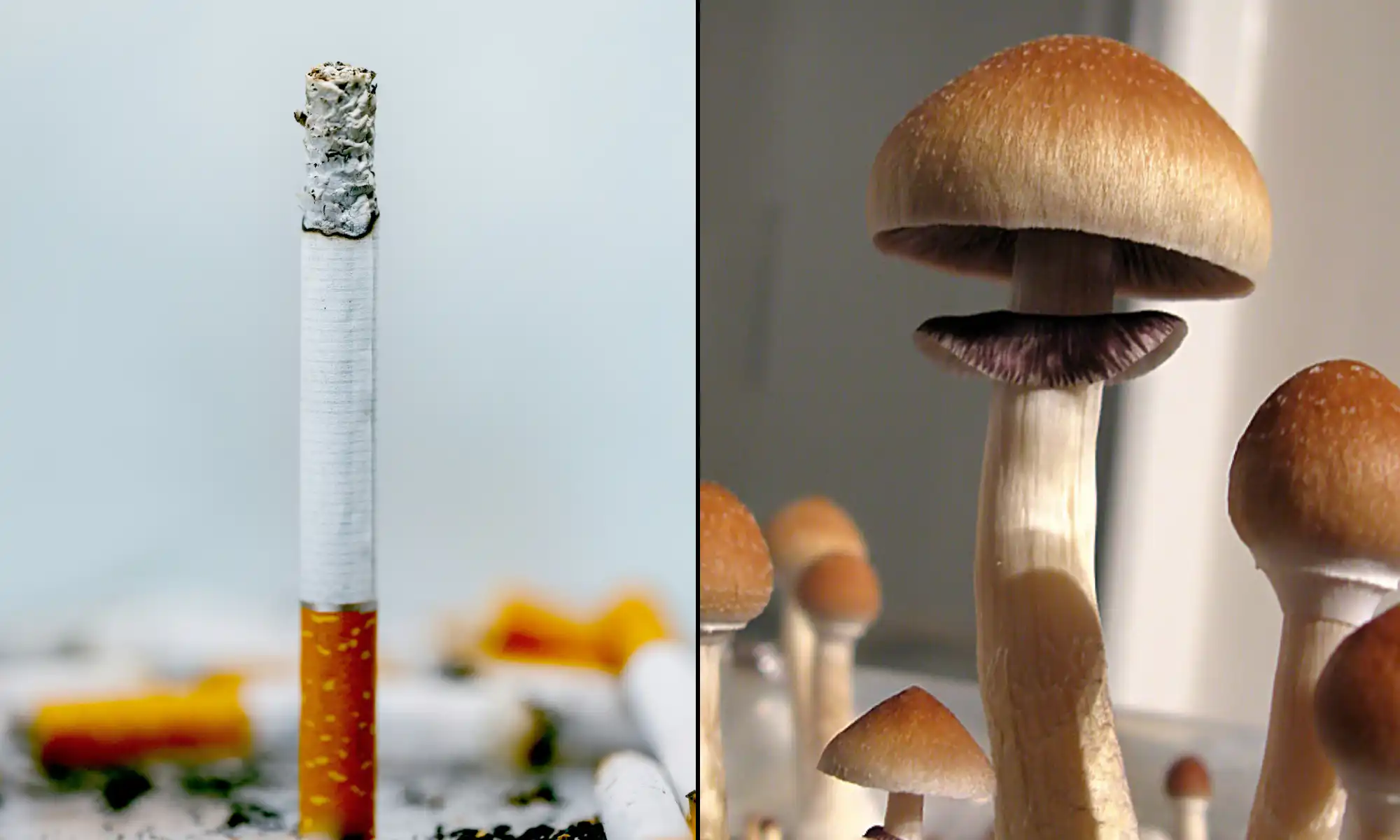 Psilocybin mushroom psychedelic cigarette nicotine