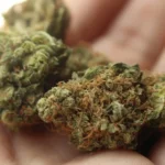 Weed 2517251 1920 e1543923890731