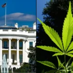 White house marijuana