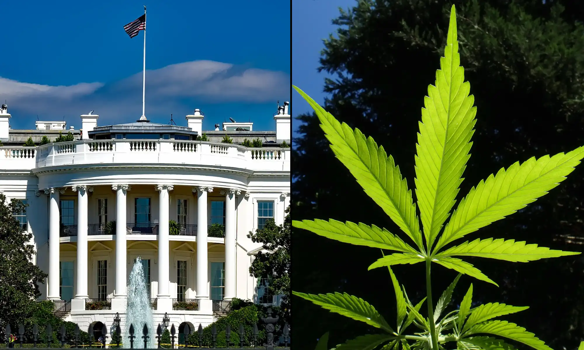 White house marijuana